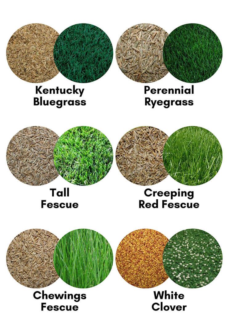Types of grass and turf