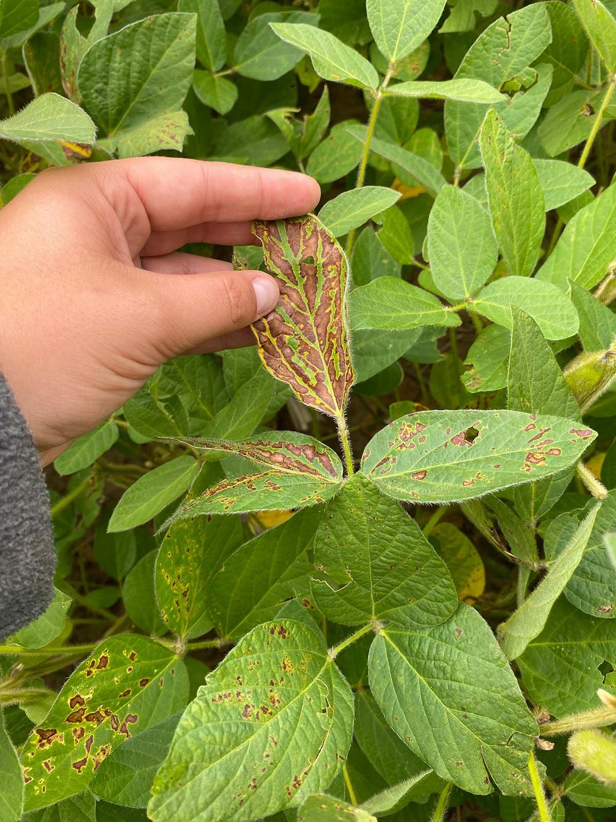 SDS IDENTIFICATION IN SOYBEANS