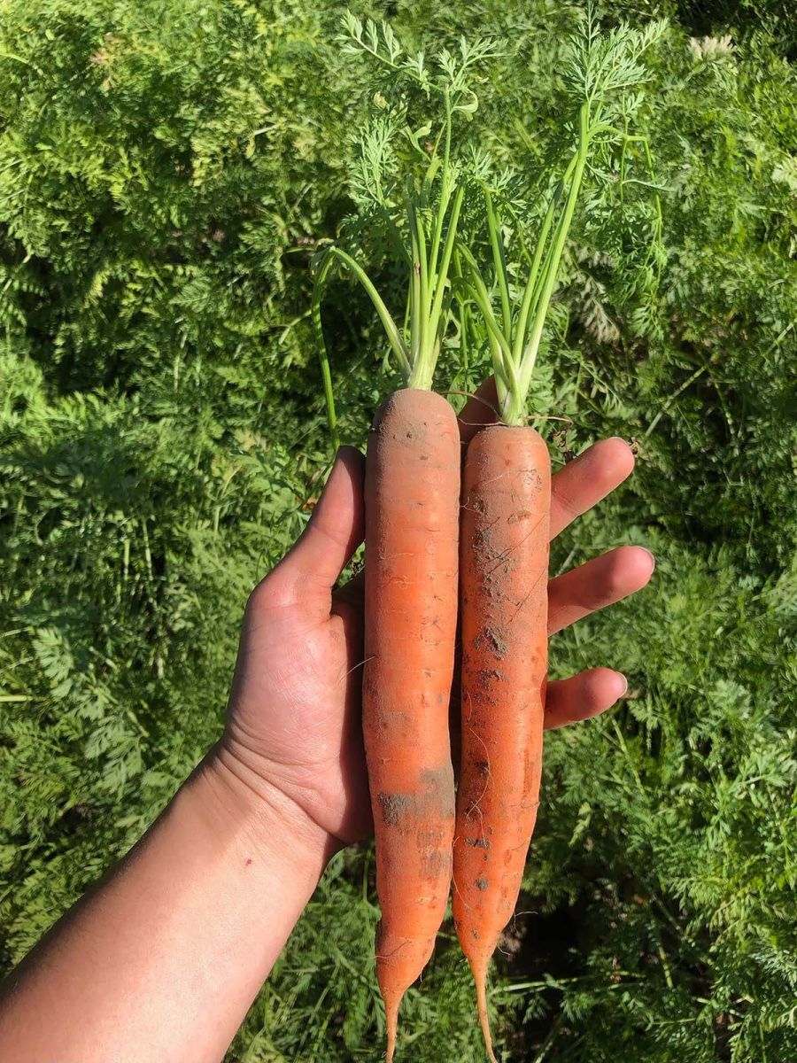 CARROTS
