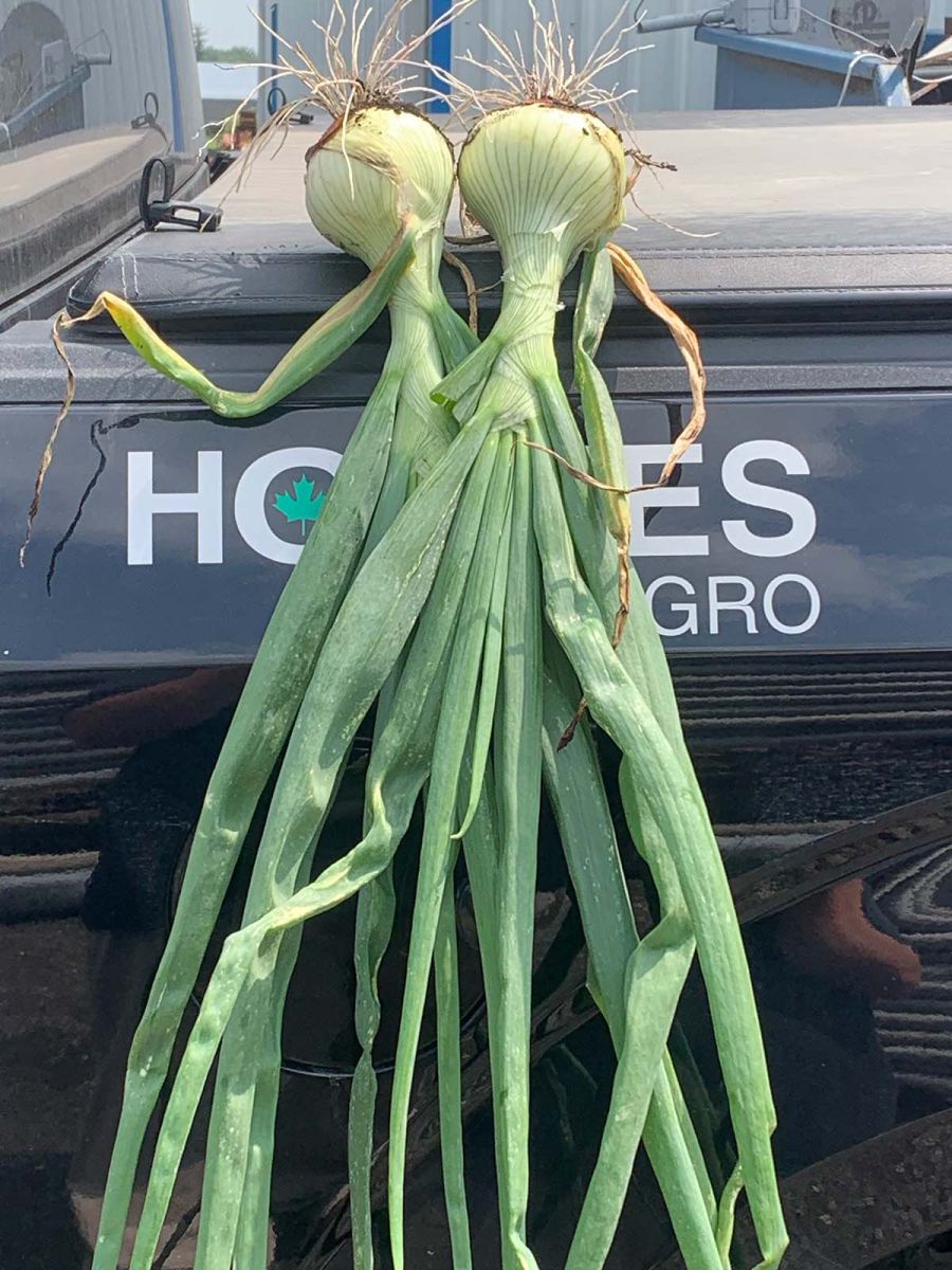 ONIONS