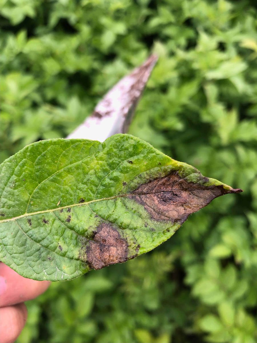 LATE BLIGHT
