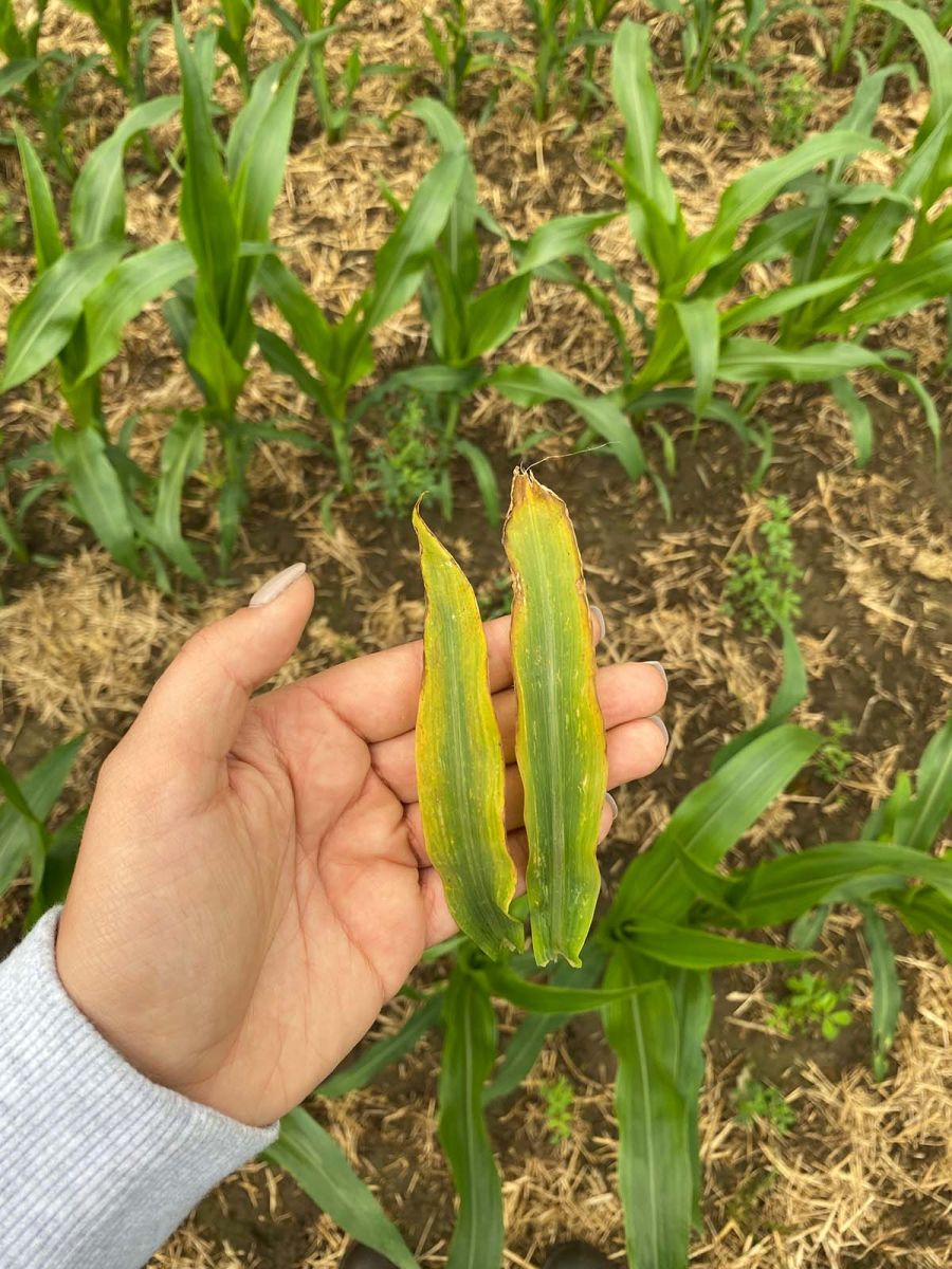 EARLY CORN NUTRIENT DEFICIENCY SCOUT