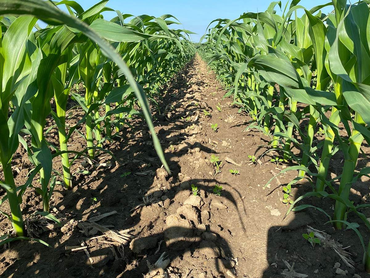 CORN WEED ESCAPE CHECK