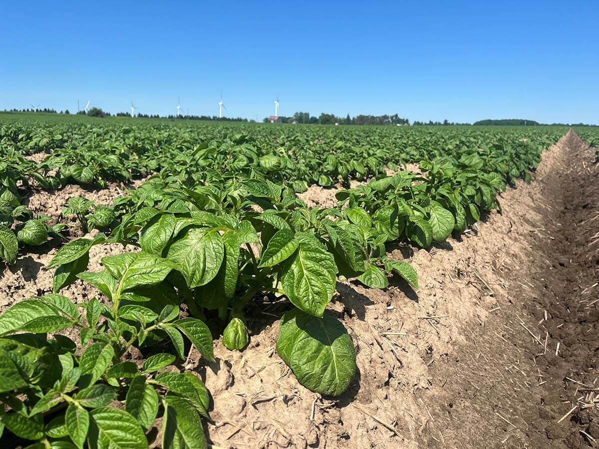 EARLY SEASON POTATO SCOUTING
