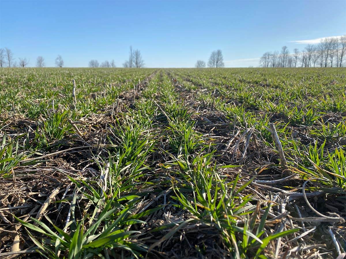 WINTER WHEAT SCOUTING