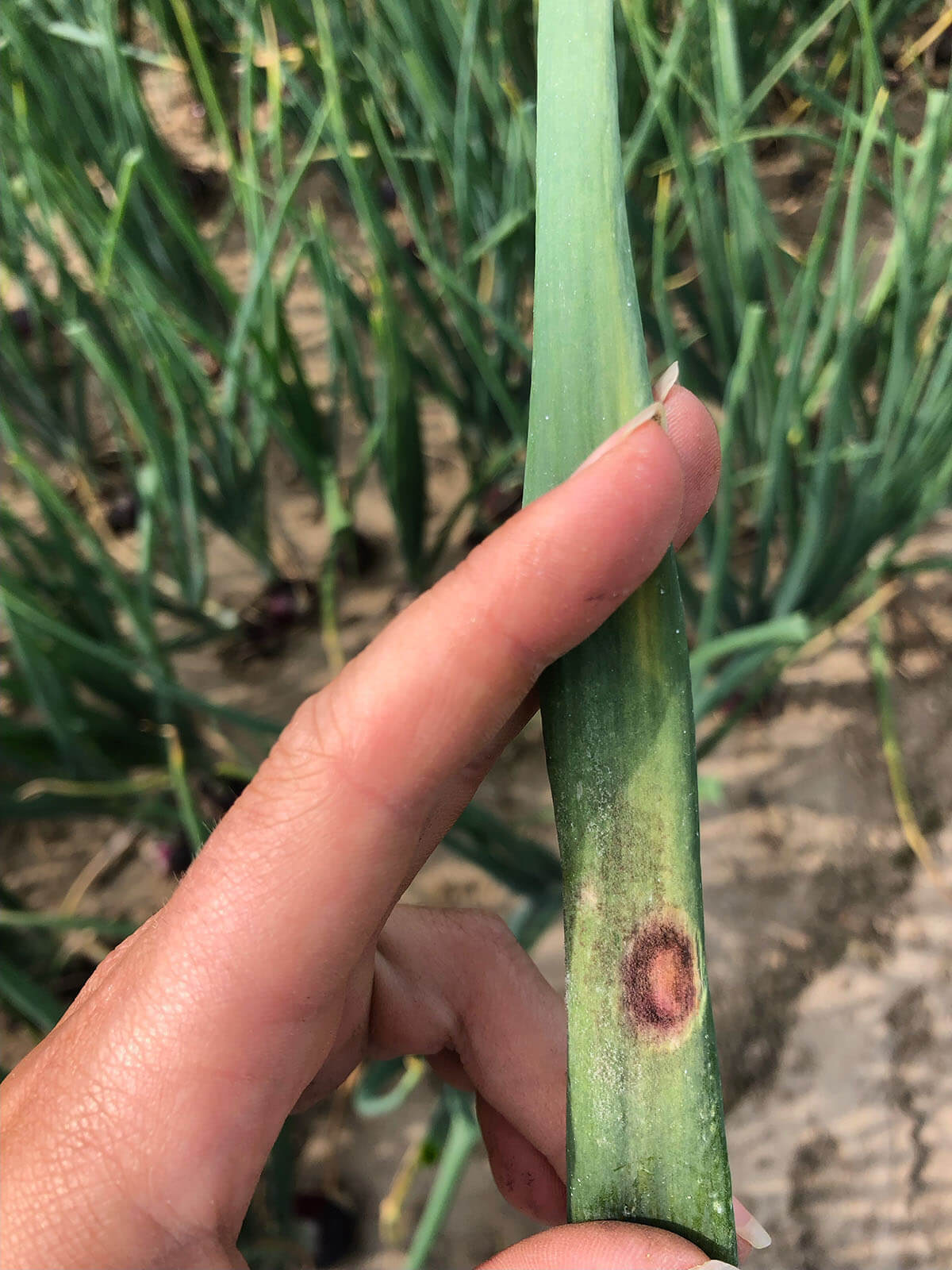 Powdery mildew in onions