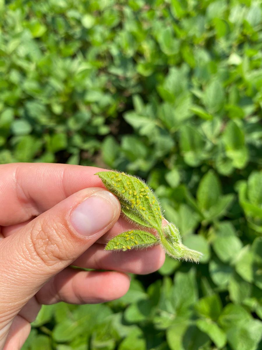 SOYBEAN APHID PRESSURE DETERMINATION
