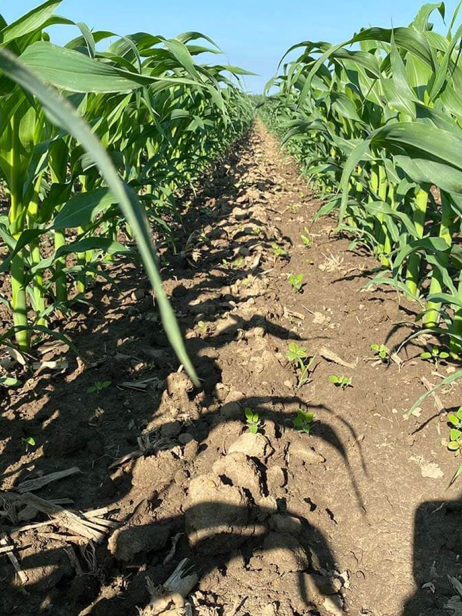 CORN WEED ESCAPE CHECK