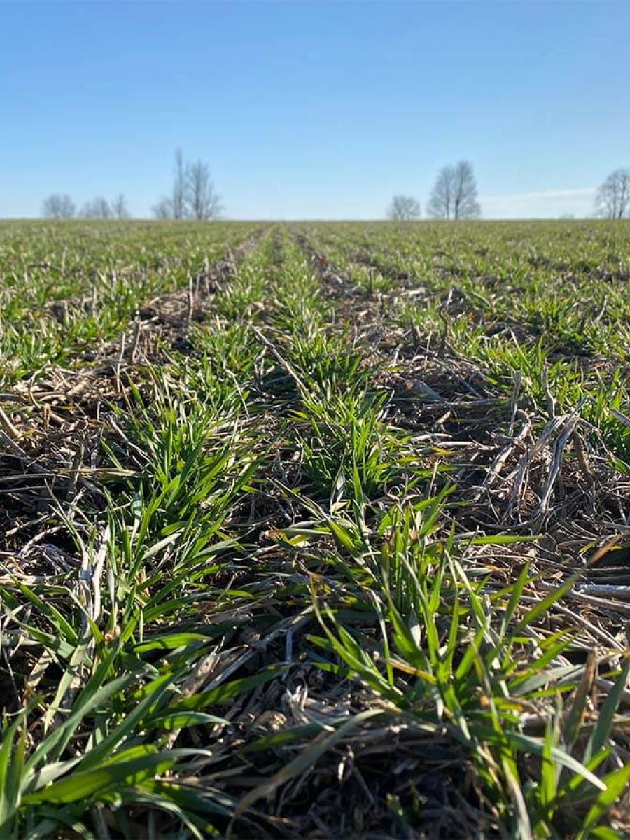 WINTER WHEAT SCOUTING