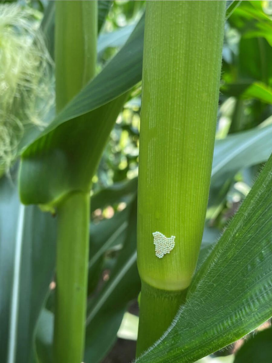 CORN WBC EGG MASS SPOTTING