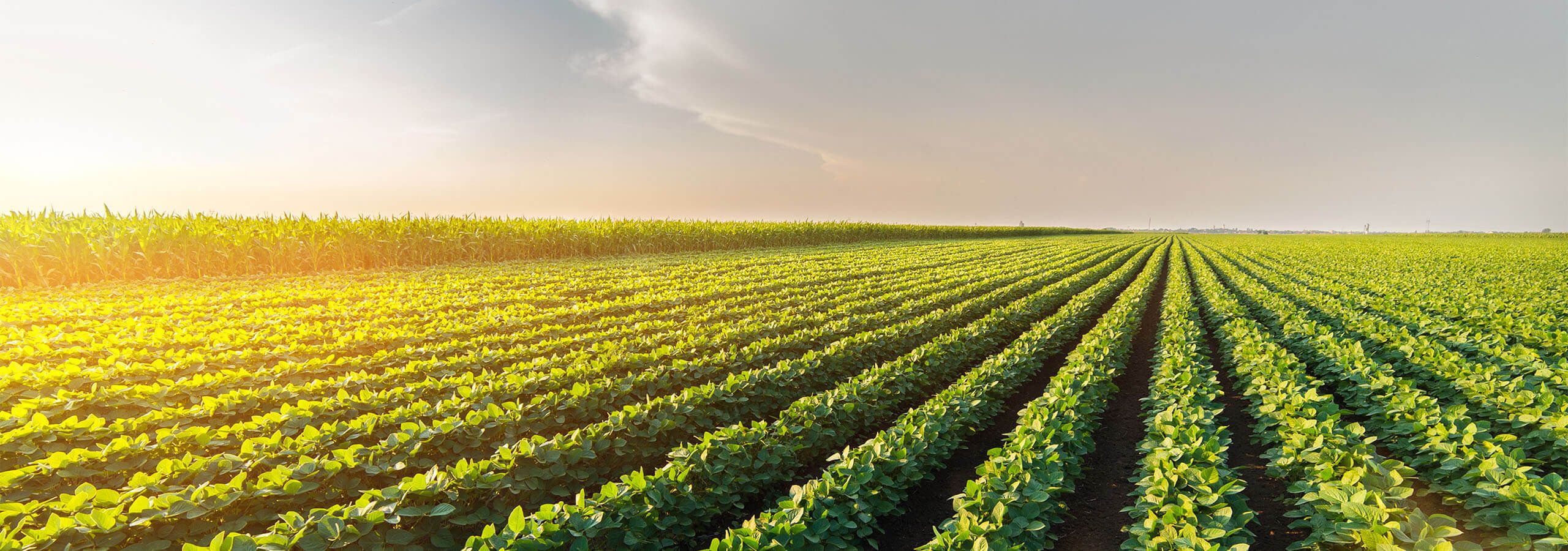 Holmes Agro soybean seed crop